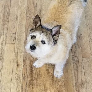 Meet your Posher, Rose